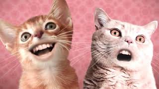 Singing Cats  Numa Numa Cat 10 hours [upl. by Addis491]