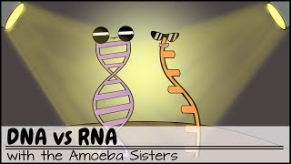 DNA vs RNA Updated [upl. by Ylam742]