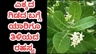 ಎಕ್ಕದ ಗಿಡದ ಬಗ್ಗೆ ಯಾರಿಗೂ ತಿಳಿಯದ ರಹಸ್ಯ  Yekkada Gida Benefits in Kannada  Kannada Health Tips [upl. by Ikram]