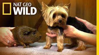 Tiniest Dog  Lucy  Worlds Smallest Pets [upl. by Bradway197]