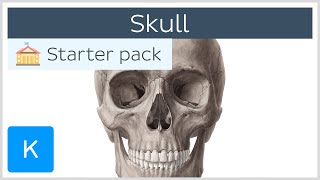 Bones of the Skull Neurocranium and Viscerocranium  Human Anatomy  Kenhub [upl. by Morse]