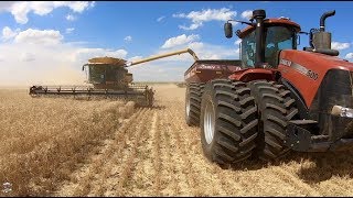 12 Claas Lexion Combines cutting Winter Wheat near Byers Colorado [upl. by Elvira]