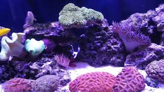 Wrasse only reef tank with 9 Wrasses how it works  part 1 [upl. by Tolland]