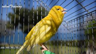 Most Beautiful Yellow Canary singing  canary training song [upl. by Spalding]