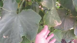 POTASSIUM DEFICIENCY IN PLANTS Symptoms amp Treatment [upl. by Brian]