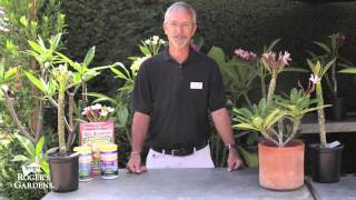 Growing Plumerias with Steve Hampson [upl. by Dibbrun210]