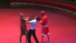 Känguru gegen Boxer Boxkampf [upl. by Eidnar388]