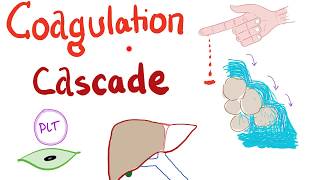 The Coagulation Cascade  Intrinsic amp Extrinsic Most COMPREHENSIVE Explanation  Hematology [upl. by Pylle289]