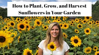 How to Plant Grow amp Harvest Sunflowers in Your Garden 🌻 [upl. by Rudolph269]