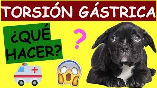 TORSIÓN GASTRICA EN PERROS SINTOMAS ¿QUÉ HACER [upl. by Marga664]