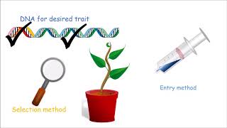 How to Make a Genetically Modified Plant [upl. by Oznecniv298]