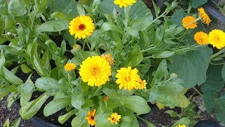 How to Get More Flowers from Calendula Plants [upl. by Patsis]