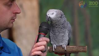 Einstein the Talking Parrot courtesy Knoxville Zoo [upl. by Sivrat373]