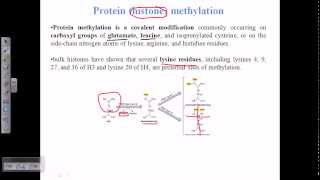 Histone methylation [upl. by Hctud911]