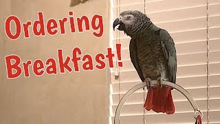 Einstein Parrot places breakfast order [upl. by Ddat155]