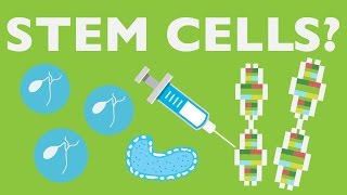 WHAT CAN STEM CELLS DO [upl. by Clova904]