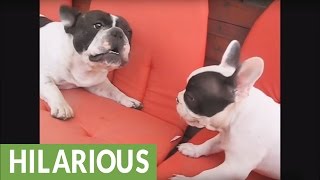 Hilarious French Bulldog barking compilation [upl. by Hauser474]