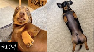 Dachshund Compilation  Funny And Cute Videos [upl. by Say]