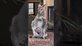 Marsupial Animal Kangaroo [upl. by Ahsem]