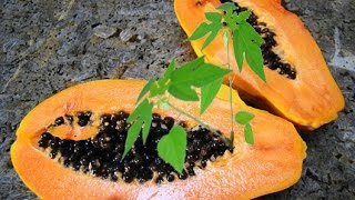 How To Grow Papaya From Seeds  STEP by STEP [upl. by Lolande]