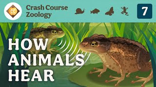 How Animals Hear Crash Course Zoology 7 [upl. by Annol]