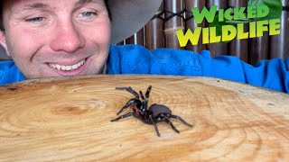 Worlds Most Venomous Spider The Sydney FunnelWeb [upl. by Merth]