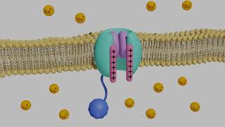 VoltageGated Sodium Channels in Neurons [upl. by Seamus]