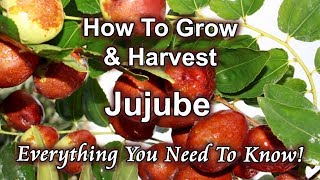 How To Grow And Harvest Jujube Chinese Date At Home [upl. by Reffotsirhc421]