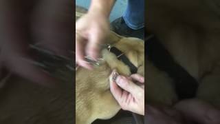 How to remove a prong collar [upl. by Gleason]