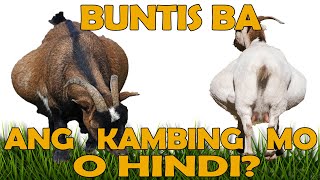 PAANO MALALAMAN NA BUNTIS ANG KAMBING MO [upl. by Llig361]