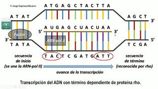 Transcripción y traducción del ADN [upl. by Aicram311]