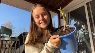 Overwintering pepper plants [upl. by Ainorev]