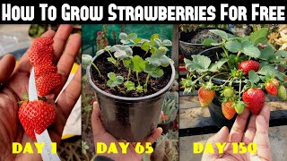 How To Grow Strawberries From Seed  SEED TO HARVEST [upl. by Cass682]