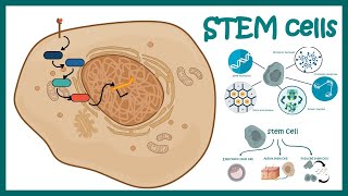 What is stem cell therapy [upl. by Roux]