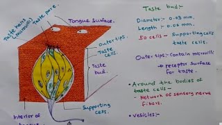 Taste Bud  Structure and function [upl. by Welsh]