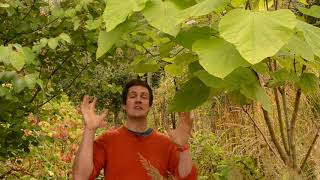 Pollarding the Indian bean tree [upl. by Jacky829]