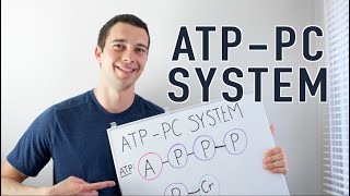 ATP PC System Explained [upl. by Tirrej]