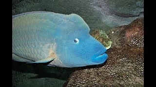 Facts The Napoleon Fish Humphead Wrasse [upl. by Eelta]