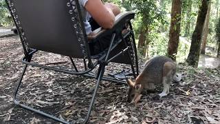 Watagans National Park Gap Creek Campground [upl. by Incrocci449]