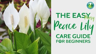 The Easy Peace Lily Plant Care Guide for Beginners  Houseplant Resource Center [upl. by Cichocki]