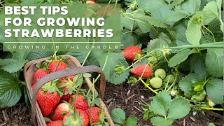 HOW to PLANT and GROW STRAWBERRIES plus TIPS for growing strawberries in HOT CLIMATES [upl. by Ardnatal]