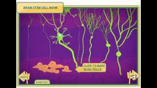 Stem cells animation [upl. by Meridel]