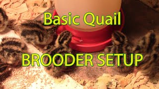 New hatch amp brooder set up for coturnix quail [upl. by Lavinia658]