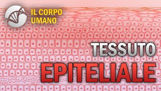 Tessuto Epiteliale  Il Corpo Umano [upl. by Francie]