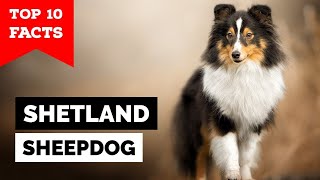 Shetland Sheepdog  Top 10 Facts Sheltie [upl. by Nilekcaj]