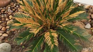 Why Browned Leaves on Sago Palm  Daphne Richards Central Texas [upl. by Ynes]