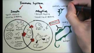 Immunology Overview [upl. by Emawk637]