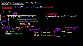 Prokaryotic Transcription Part 4 of 5  The trp Operon [upl. by Darach]