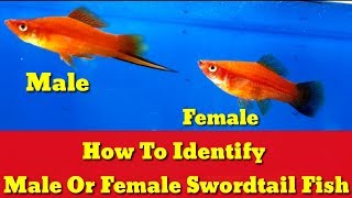 How To Identify Male Or Female Swordtail Fish [upl. by Sobmalarah907]