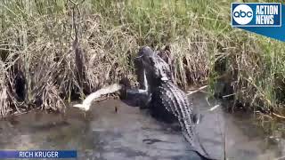 VIDEO Gator eats python in Everglades National Park [upl. by Ramey]